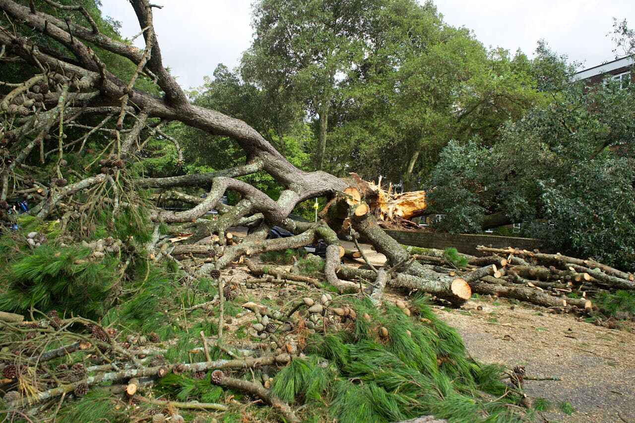 The Steps Involved in Our Tree Care Process in Crooked River Ranch, OR